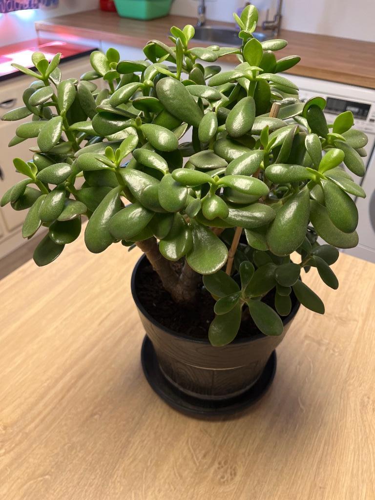 Crassula, Plante succulente, En pot, Moins de 100 cm, Enlèvement