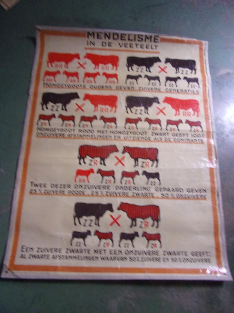 OUDE WANDKAART : MENDELISME IN DE VEETEELT, Antiek en Kunst, Ophalen of Verzenden, Natuur en Biologie
