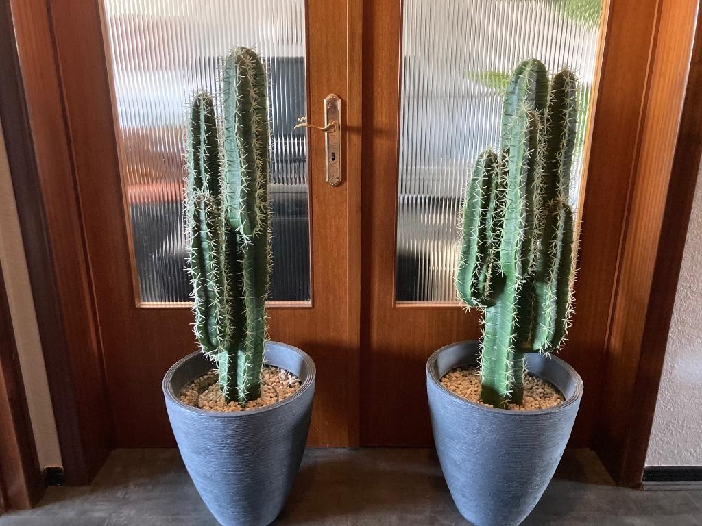Pot avec grand cactus, Ophalen, Cactus