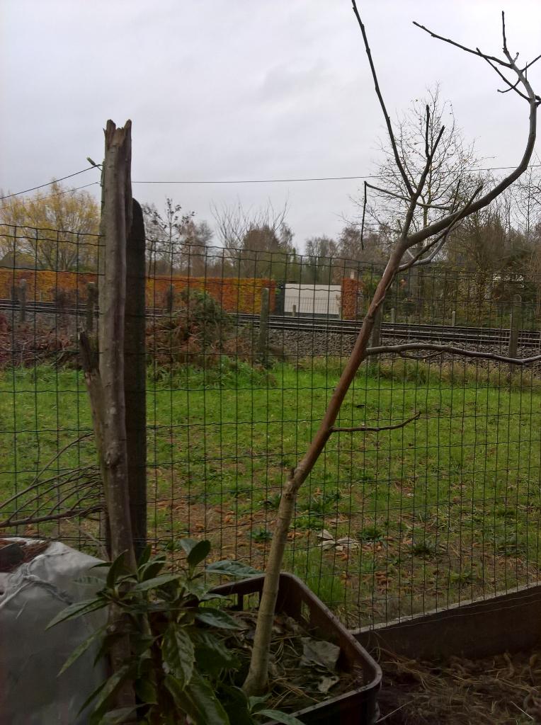 notenboom, Tuin en Terras, Ophalen