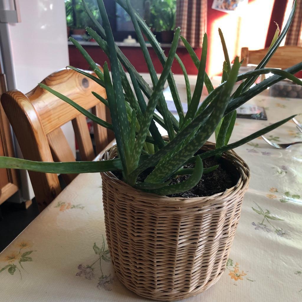 Meerdere Aloë Vera's in rieten cache pot, Vetplant, In pot, Bloeiende kamerplant, Halfschaduw