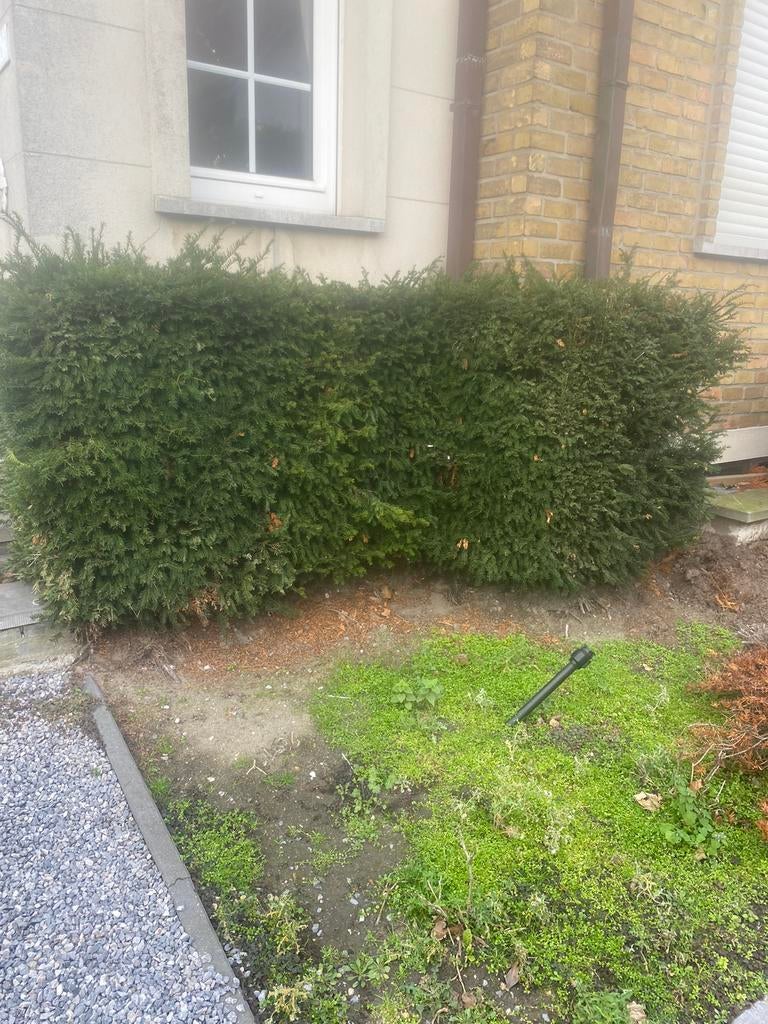 Taxus haag boom te koop meer dan 1 meter, Enlèvement, Taxus, Haie