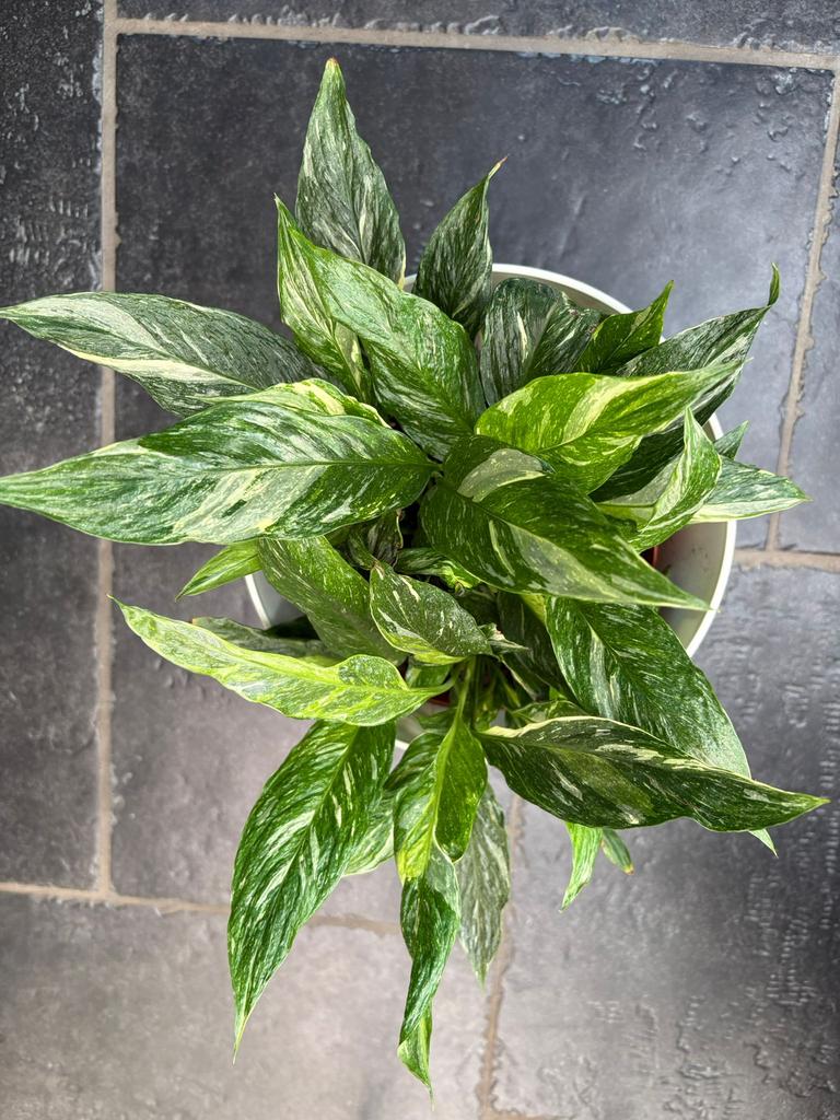 Variagata lepelplant, Huis en Inrichting, Kamerplanten, Ophalen of Verzenden