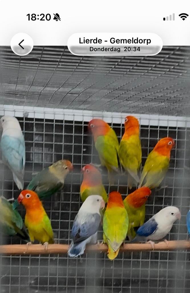 Groen opaline dilute, Dieren en Toebehoren, Meerdere dieren, Dwergpapegaai of Agapornis, Geringd