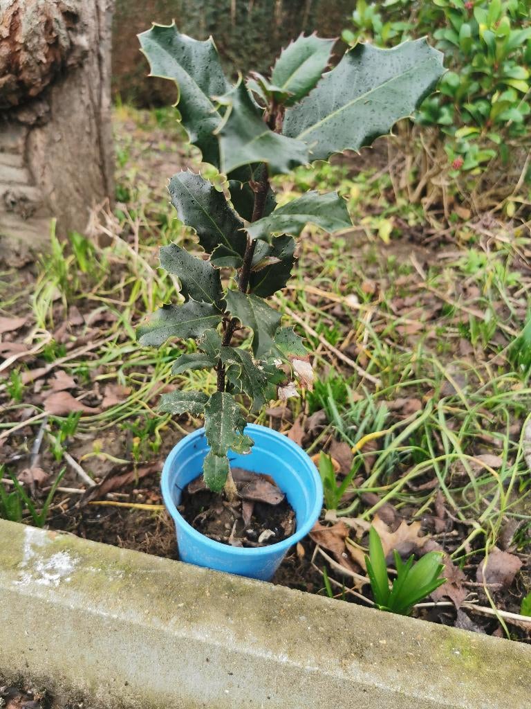hulst boompje, Tuin en Terras, Planten | Bomen, Ophalen