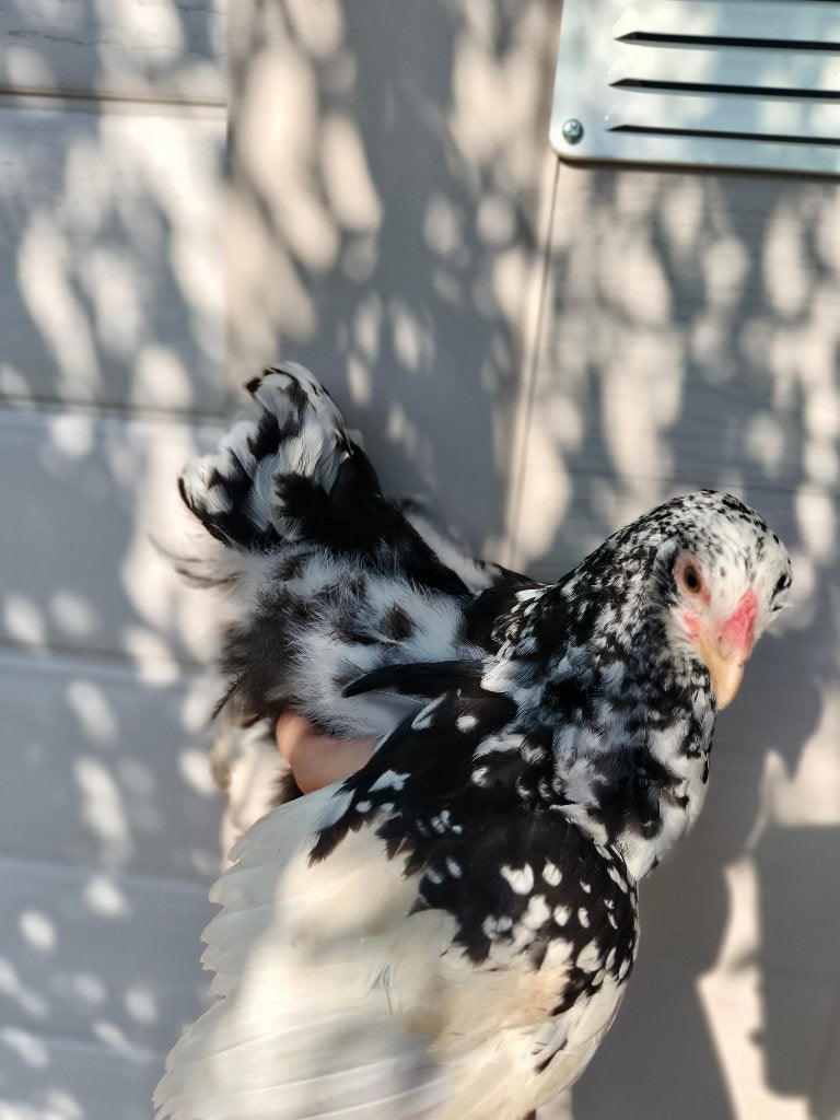 Brahma kuikens, Dieren en Toebehoren, Pluimvee, Meerdere dieren, Kip