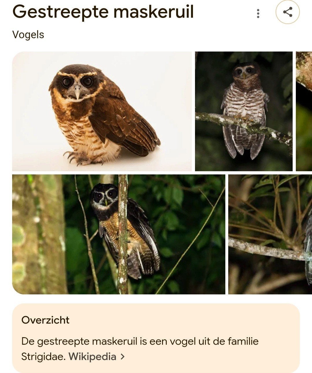 Pulsatrix melanota (gestreepte maskeruil), Dieren en Toebehoren, Vogels | Overige Vogels