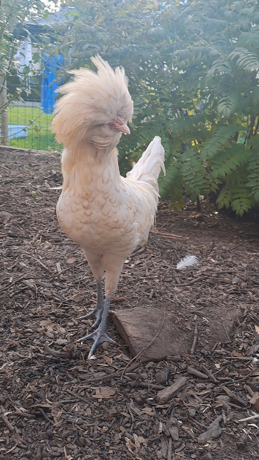 Handtamme padua haan, Dieren en Toebehoren, Mannelijk, Kip