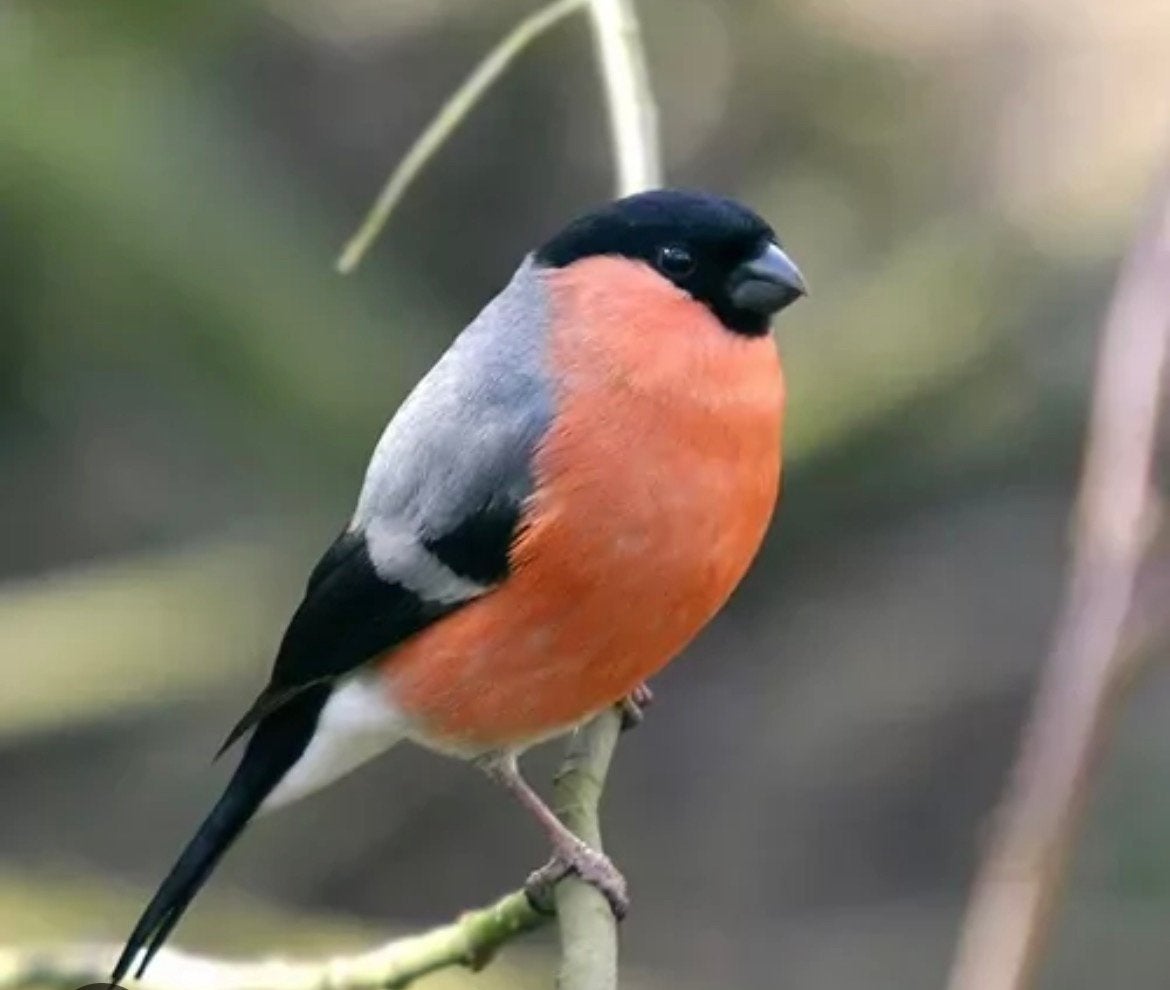 Goudvink koppels, Meerdere dieren, Wildzangvogel, Geringd