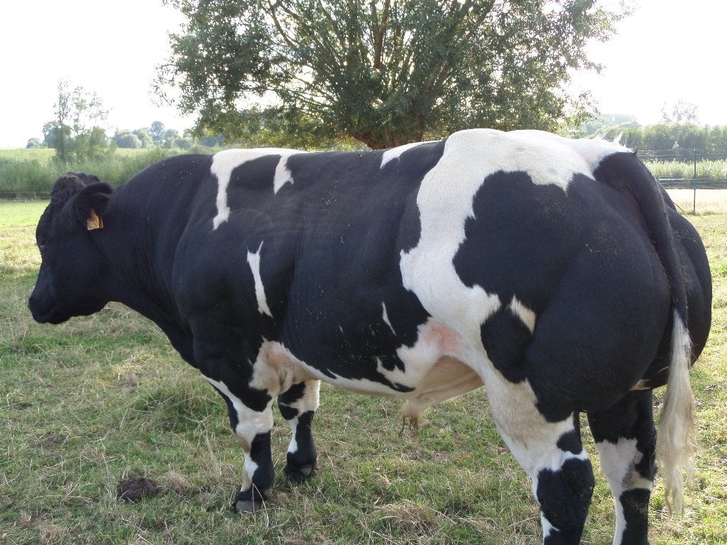 Dekstier met afstammingsbewijs, Animaux & Accessoires, Bovins, Mâle