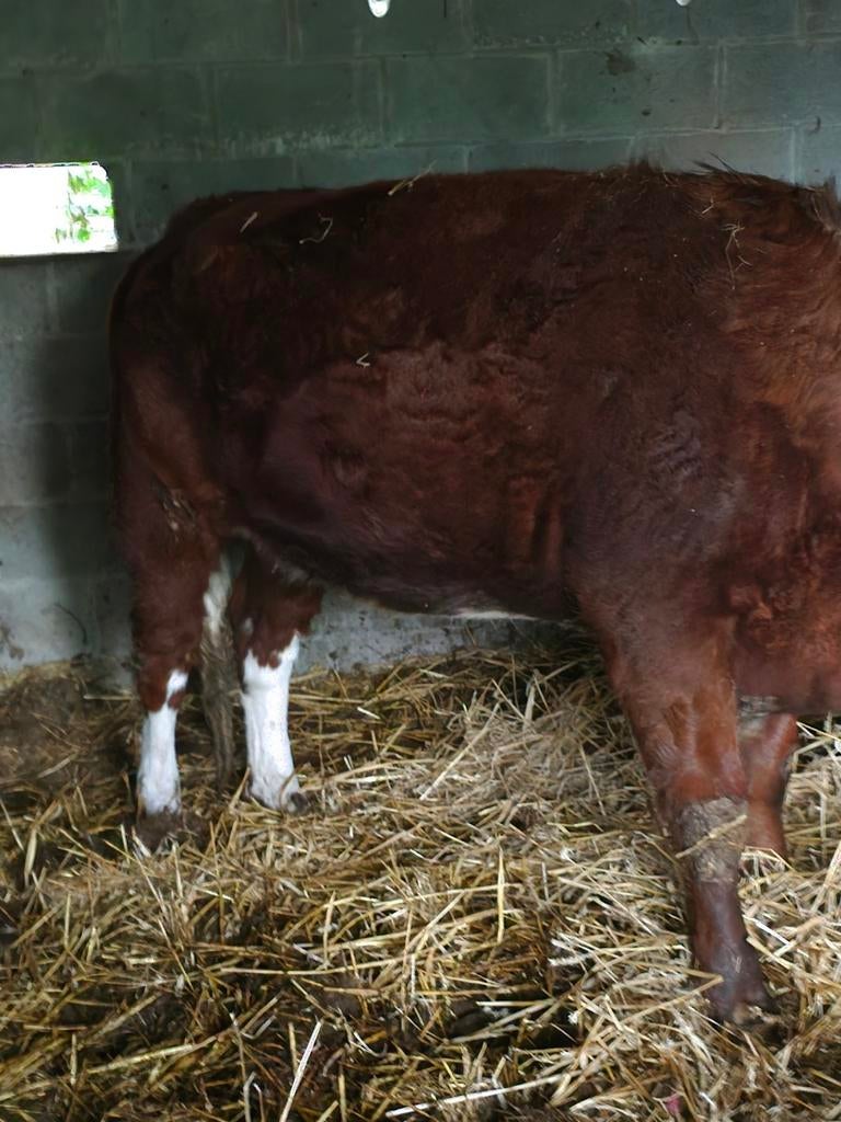 Koe west vlaanderen, Dieren en Toebehoren, Runderen