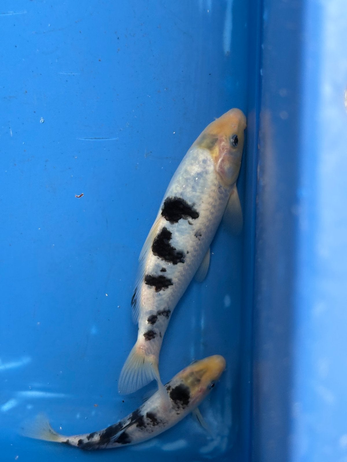 2 koi 10 tot 15 cm, Dieren en Toebehoren, Vissen | Vijvervissen