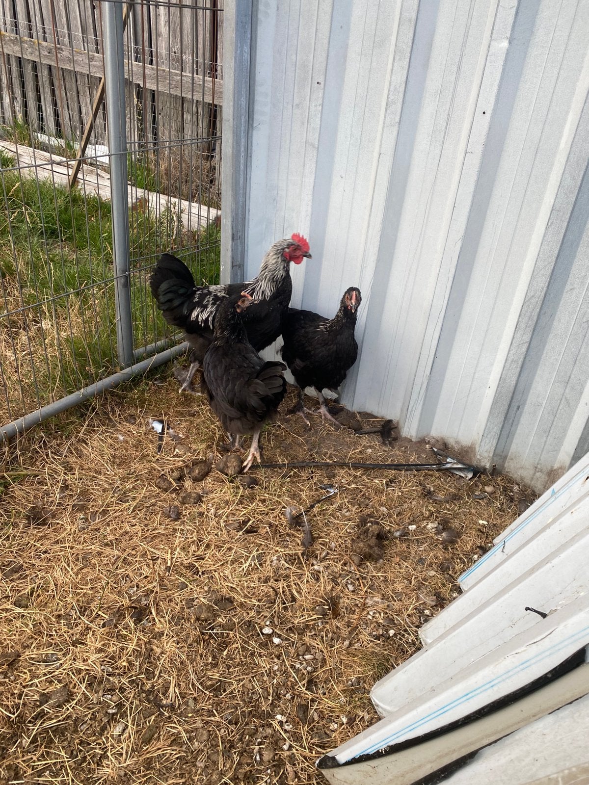 Trio marans, Animaux & Accessoires, Plusieurs animaux, Poule ou poulet