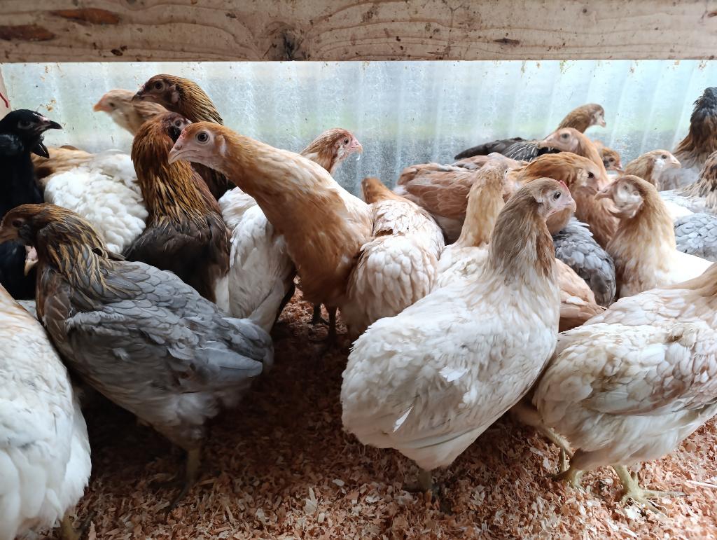 araucanes à queue boulonnée action 4+1 gratuite 0499/082381, Femelle, Poule ou poulet