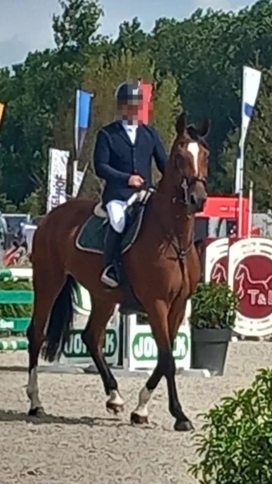 Springpaard/fokmerrie, Dieren en Toebehoren, Merrie, Springpaard, Met stamboom, 170 tot 175 cm