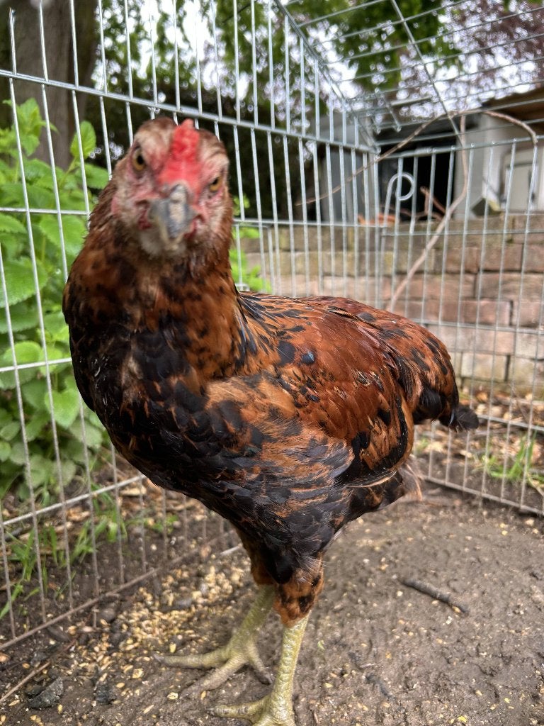 Araucana haan, Dieren en Toebehoren, Mannelijk, Kip