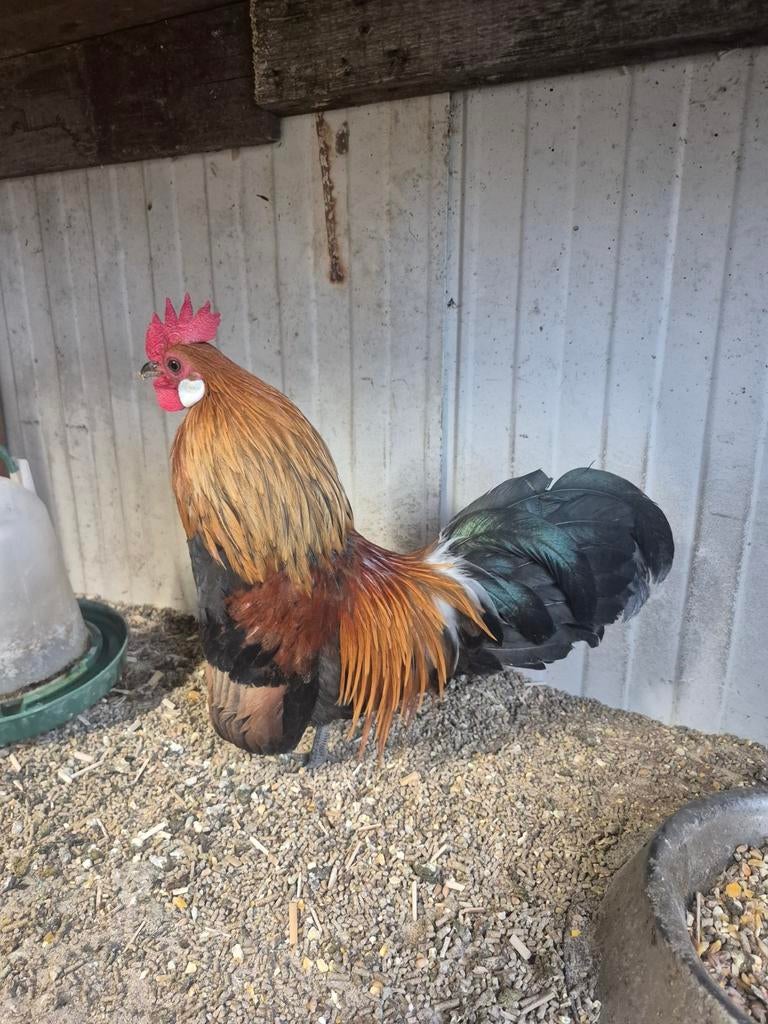 Hollandse kriel haan, Dieren en Toebehoren