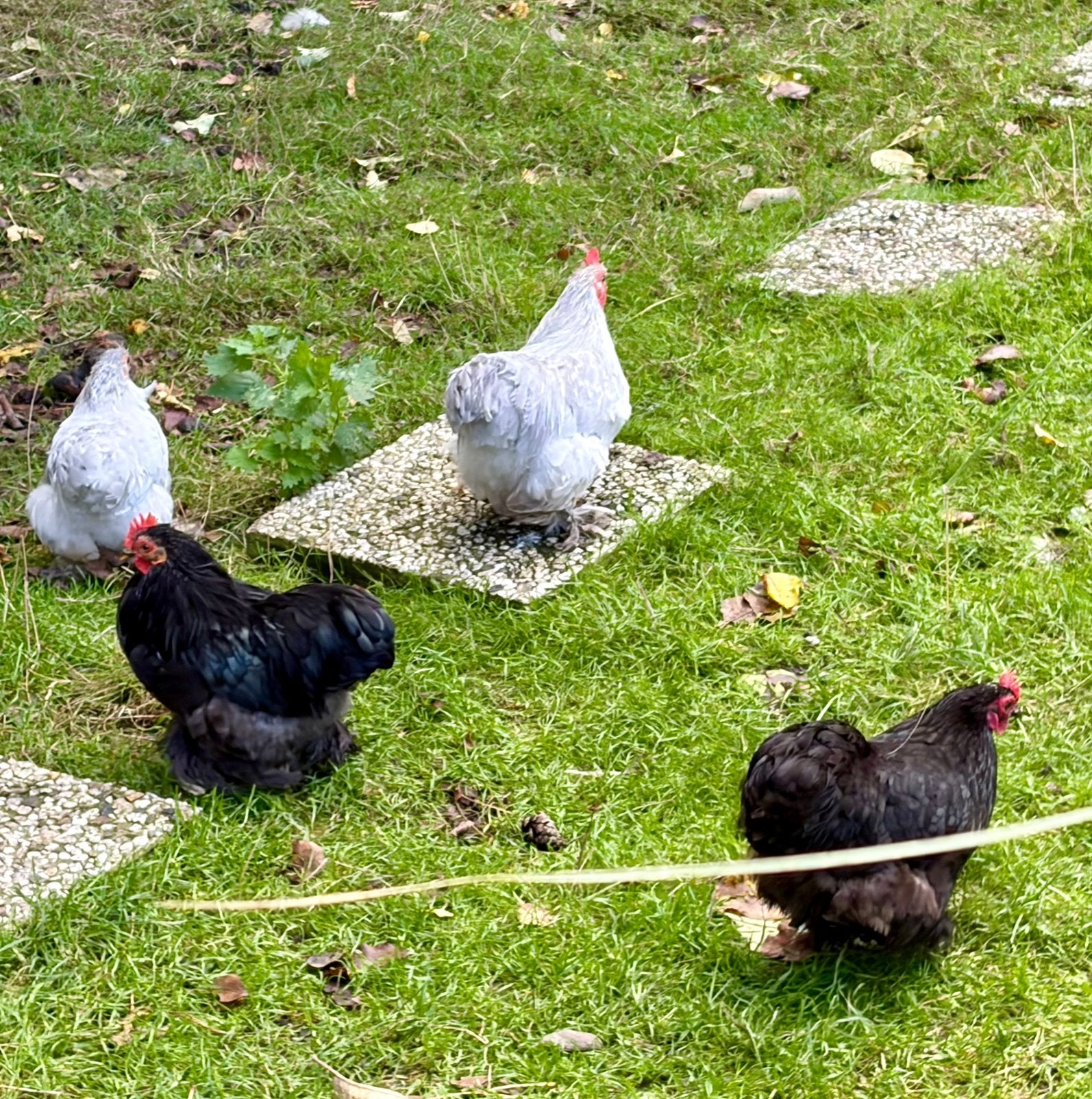 Cochin kriel hanen gratis, Dieren en Toebehoren, Mannelijk, Kip
