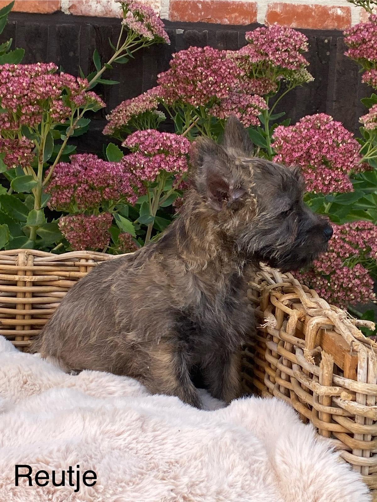 Cairn terrier pups, Dieren en Toebehoren, België, Overige rassen, CDV (hondenziekte), 8 tot 15 weken