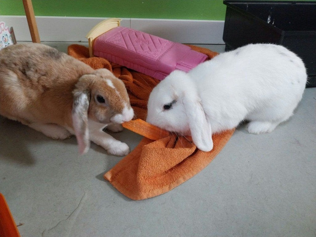 Konijn, Dieren en Toebehoren, Mannelijk, 0 tot 2 jaar