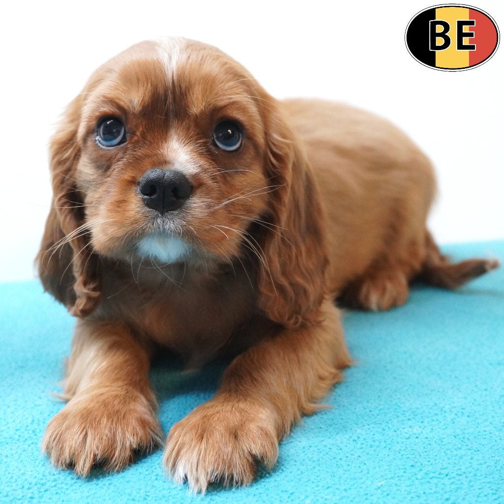 Cavalier King Charles mâles - chiots ruby à vendre, Commerçant, Chien (mâle), Maladie de Carré (chiens), Autres races