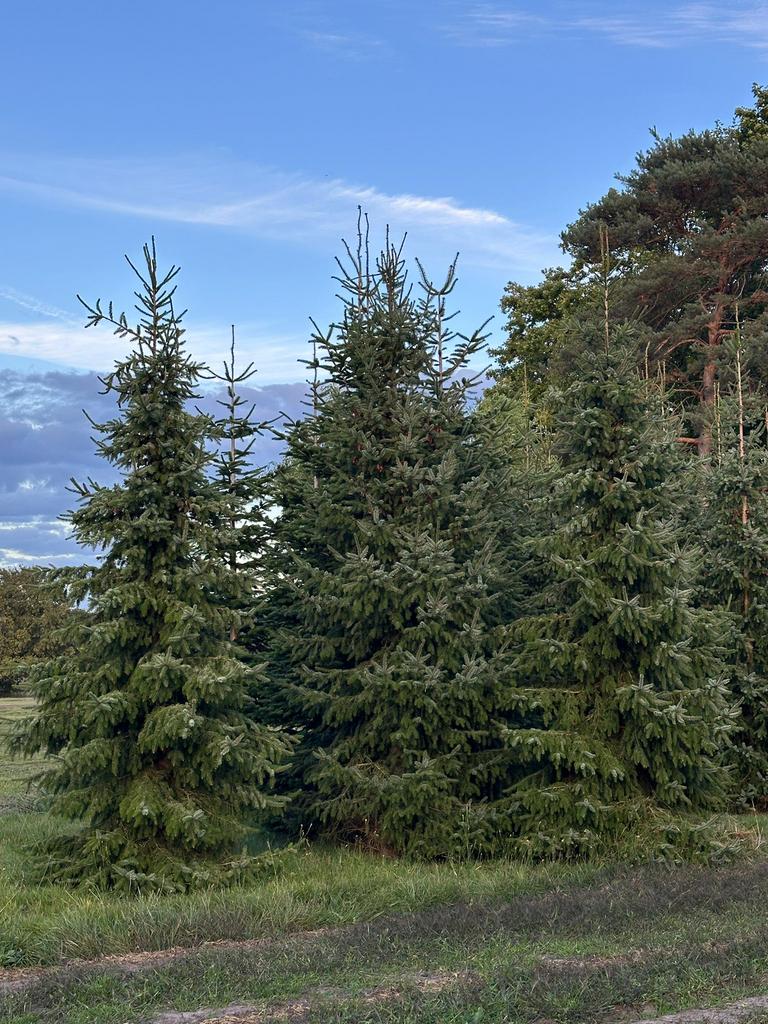 Grote kerstbomen te koop ( zilverspar ) Tussen de 5M en 6M, Tuin en Terras, Ophalen