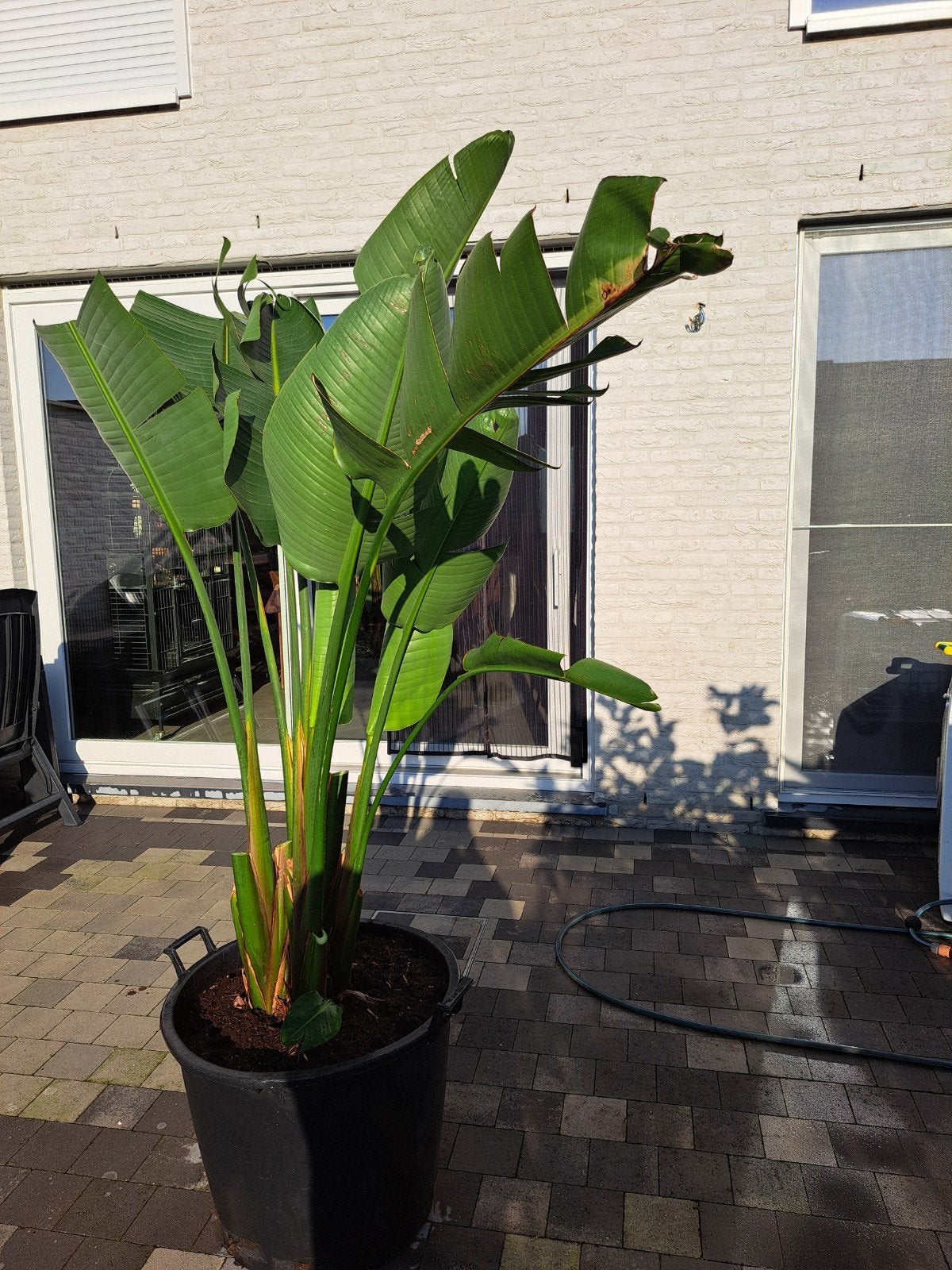 reuzen strelitzia, Ophalen