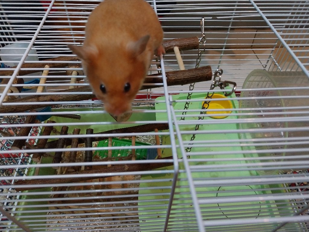 Hamster+KOOI, Dieren en Toebehoren, Ophalen, Gebruikt, Kooi, Hamster