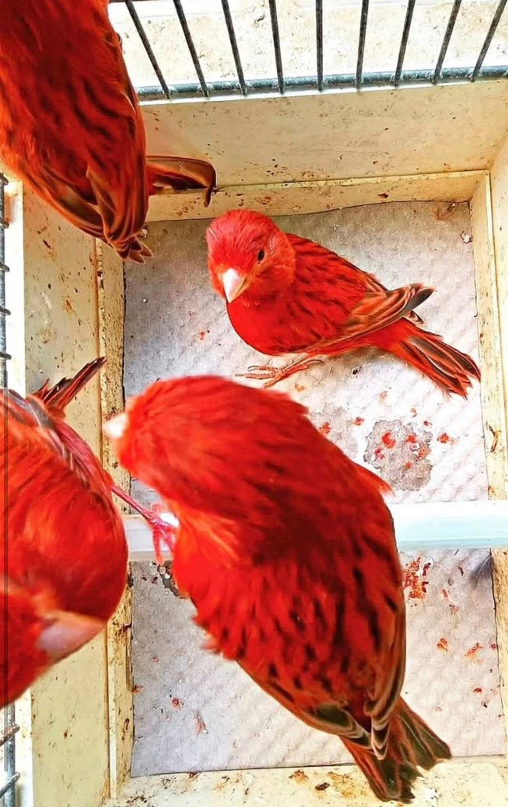 Ik heb nog een man, Dieren en Toebehoren, Vogels | Kanaries