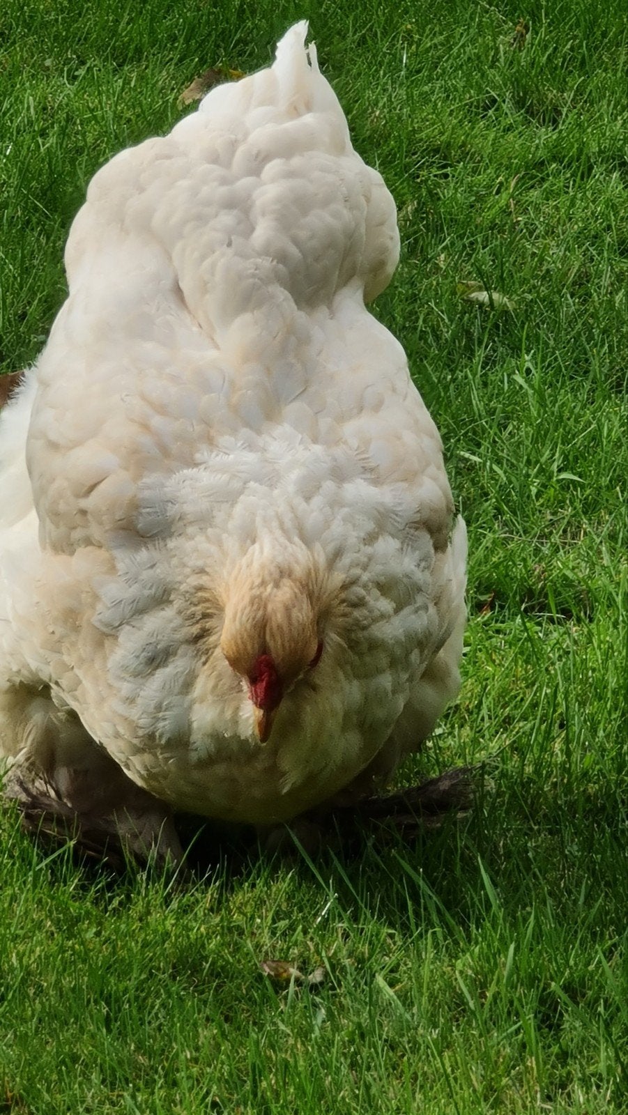 2 hennen brahma lemon pyle raszuiver, Femelle, Poule ou poulet