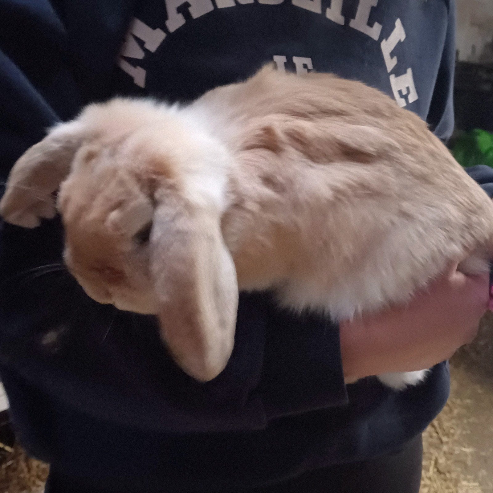 ❤️Mooie tamme konijntjes, Dieren en Toebehoren, Konijnen, Meerdere dieren, Hangoor, 0 tot 2 jaar