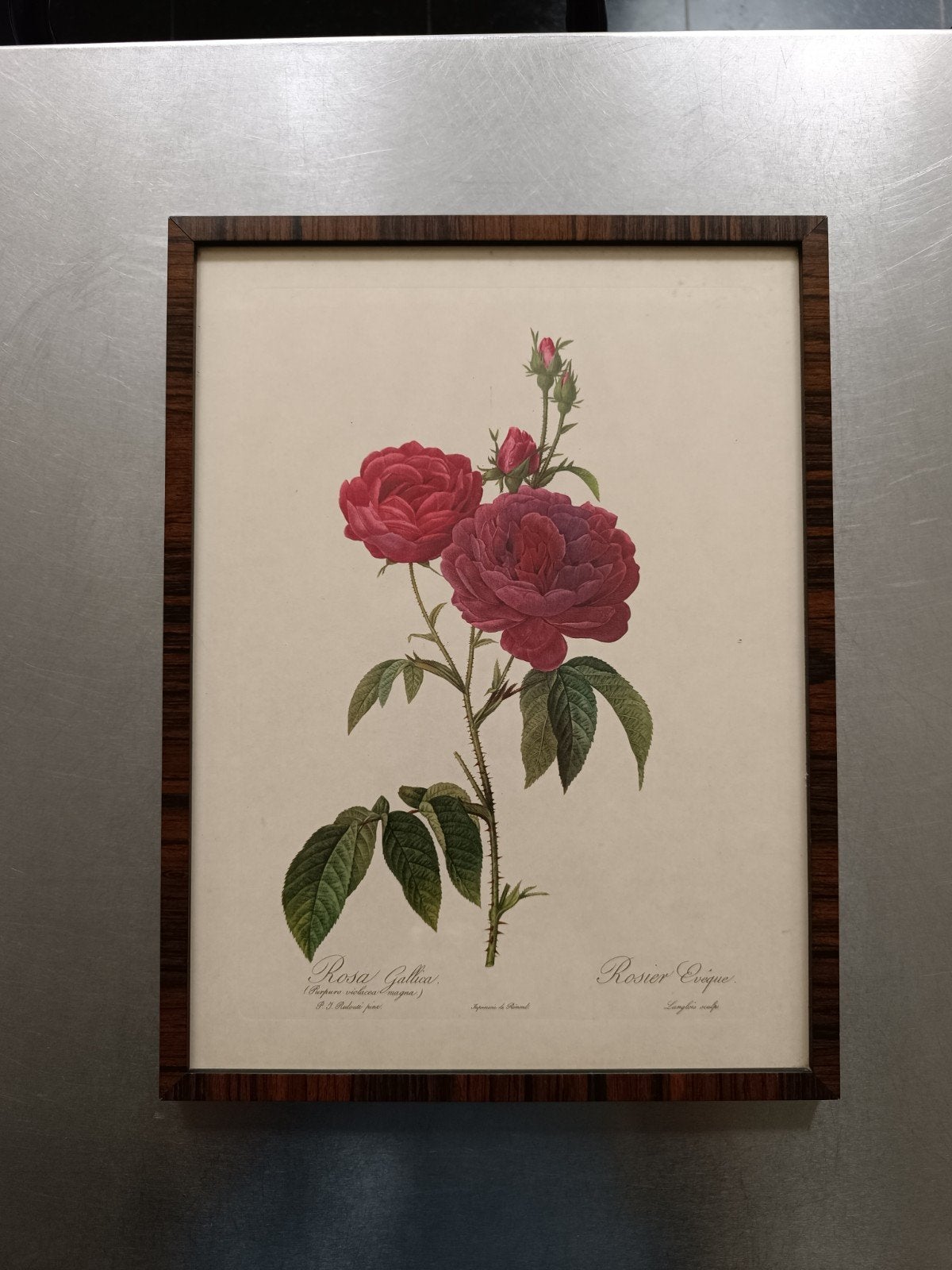 Rosa Gallica Evêque, Antiquités & Art, Enlèvement ou Envoi, Sous verre