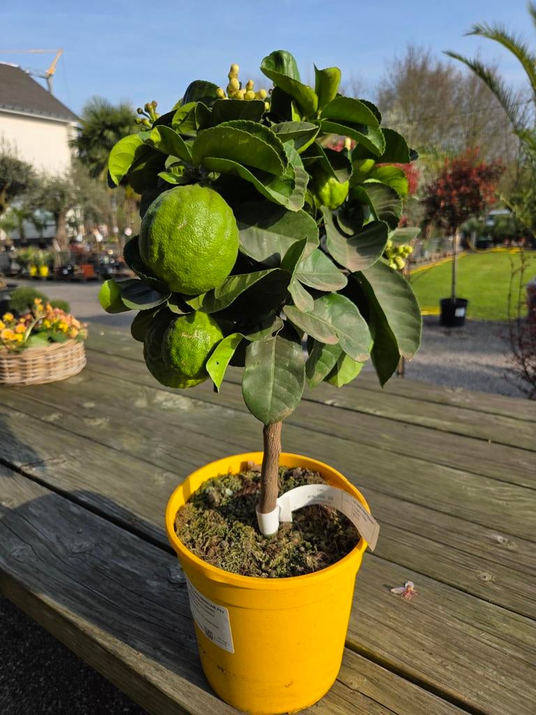 Citrus Lipo, Tuin en Terras, Ophalen