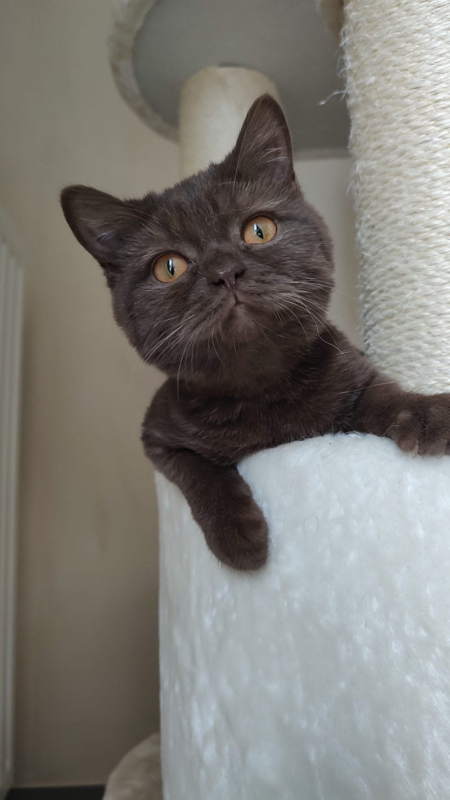 Chatons britanniques à poil court, Chatte ou Chat, Avec puce électronique, 0 à 2 ans
