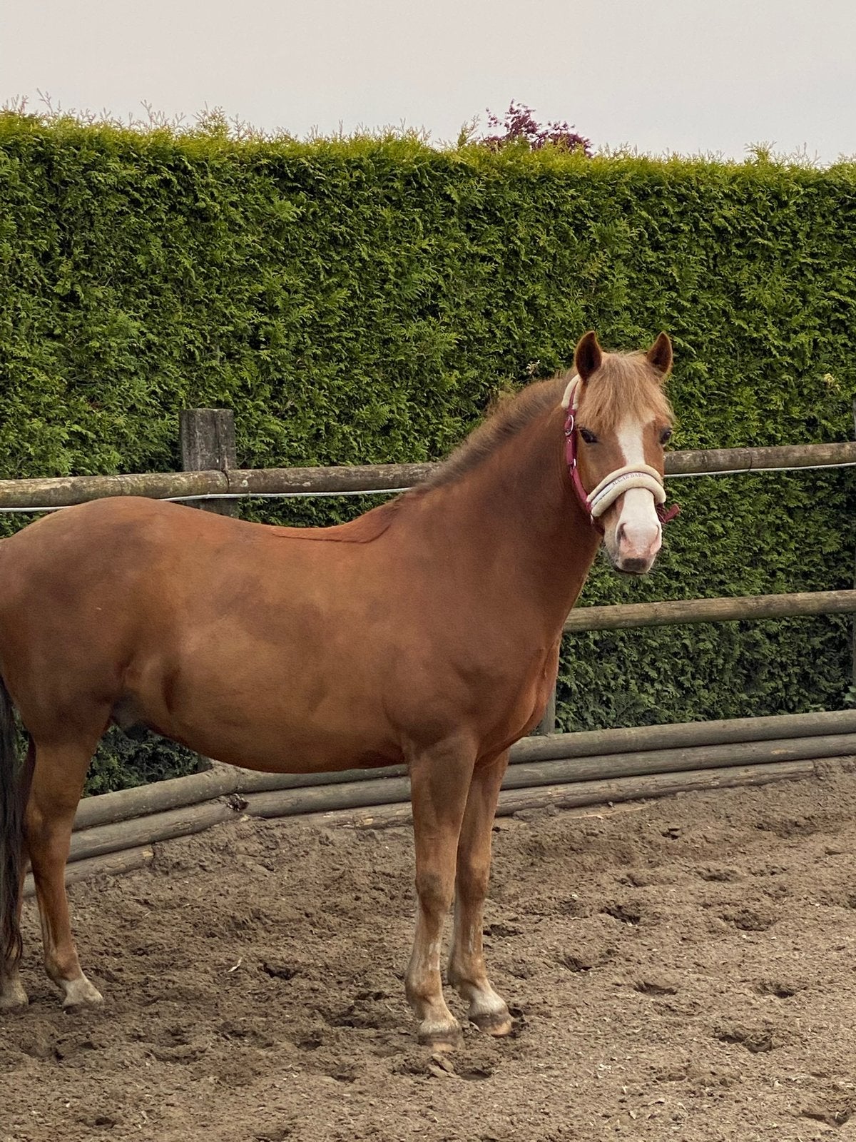 Knuffelpony zoekt extra vriend(innetje)!, Animaux & Accessoires, 11 ans ou plus, Hongre, Poney de récréation, Poney D (1.37 m à 1.48m)