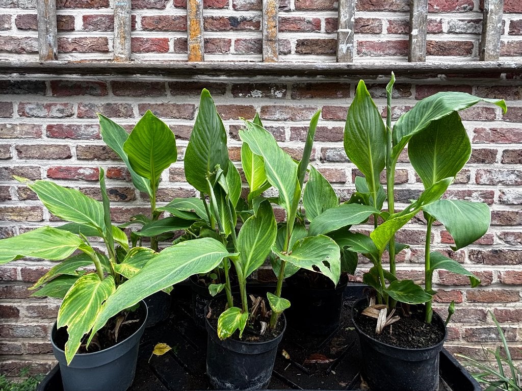 canna vaste tuinplant, rood / gele bloemen, Tuin en Terras, Overige soorten, Volle zon, Vaste plant, Ophalen of Verzenden