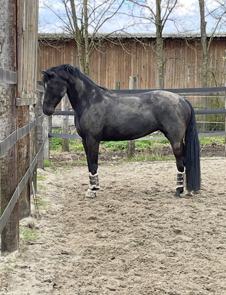 Merrie te koop, Dieren en Toebehoren, Paarden, Merrie, L, 160 tot 165 cm, 3 tot 6 jaar, Met stamboom, Gechipt, Ontwormd, Ingeënt