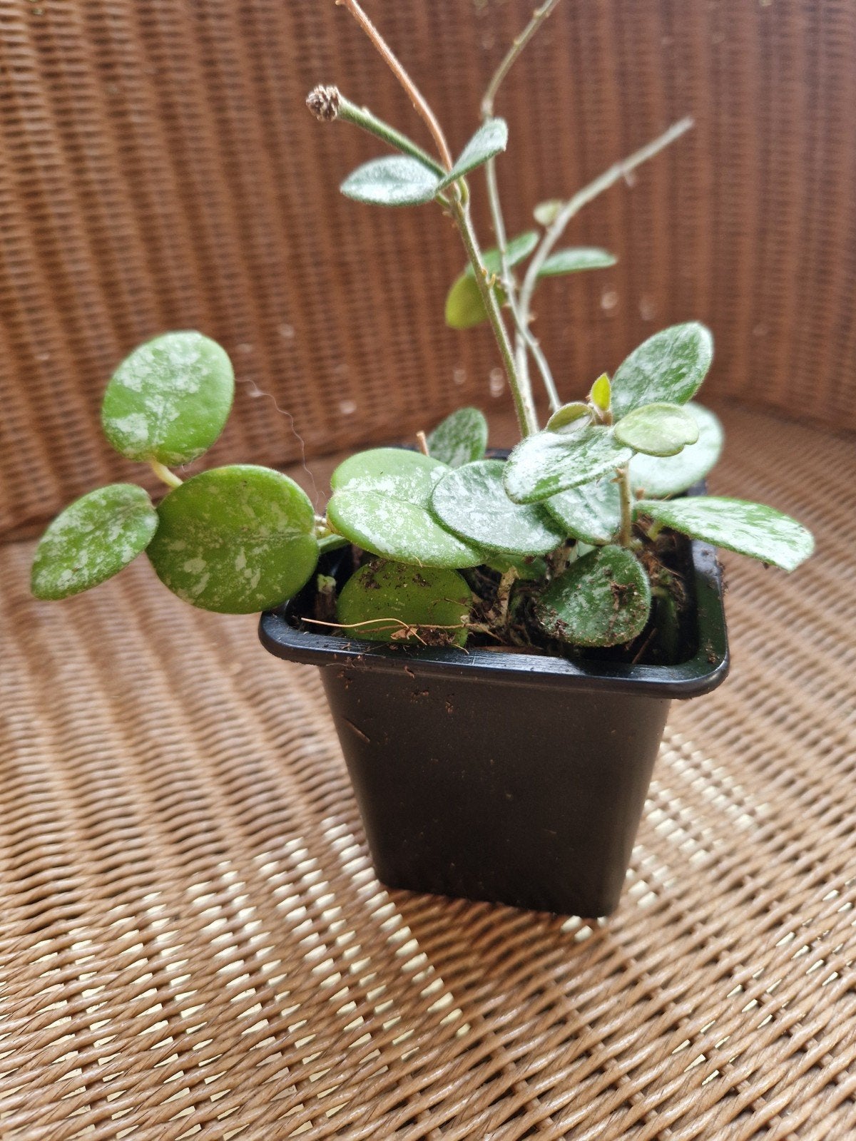 Hoya Matilde, Huis en Inrichting, Kamerplanten, Ophalen of Verzenden