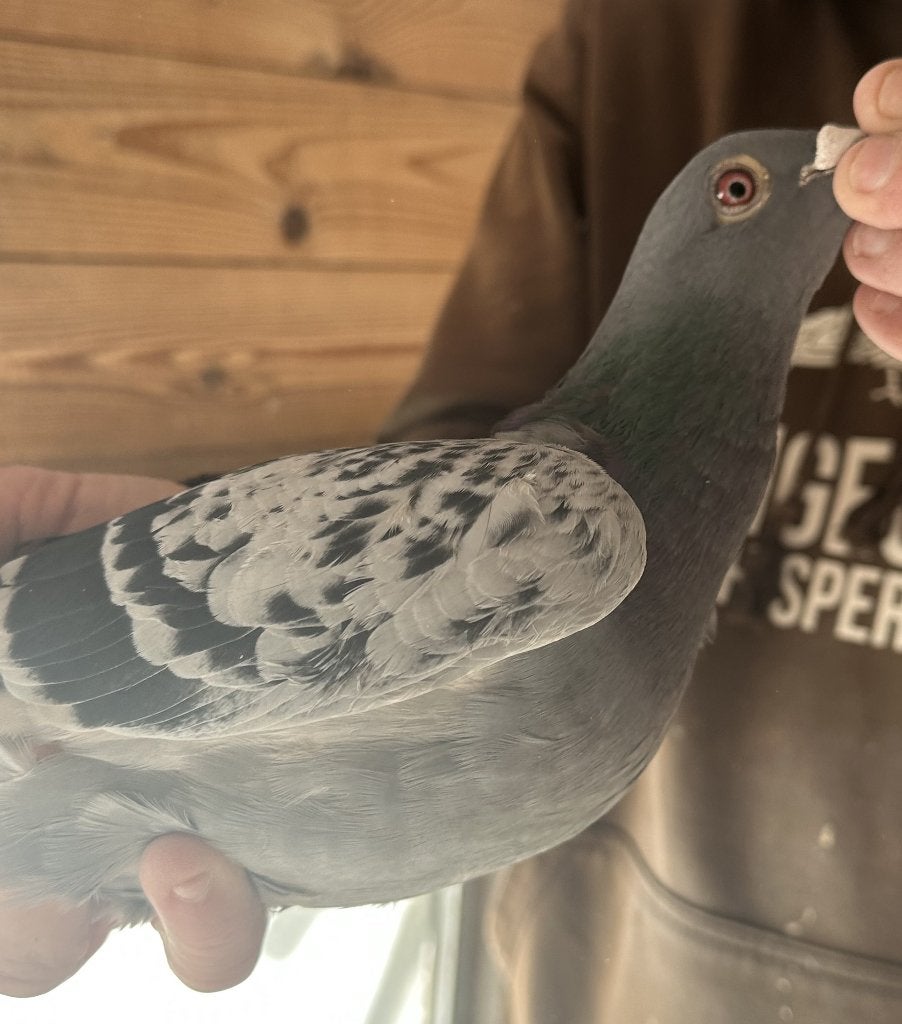 Bewezen kweekduiven, Mâle, Pigeon voyageur