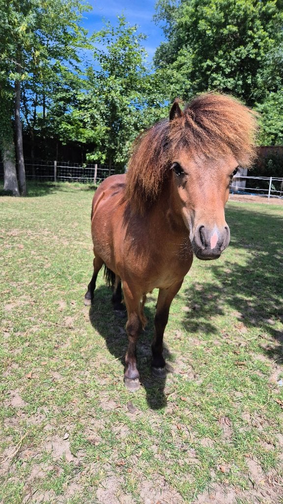 leuke 1-jarige ponyhengst, Hengst, Onbeleerd, A pony (tot 1.17m), 0 tot 2 jaar