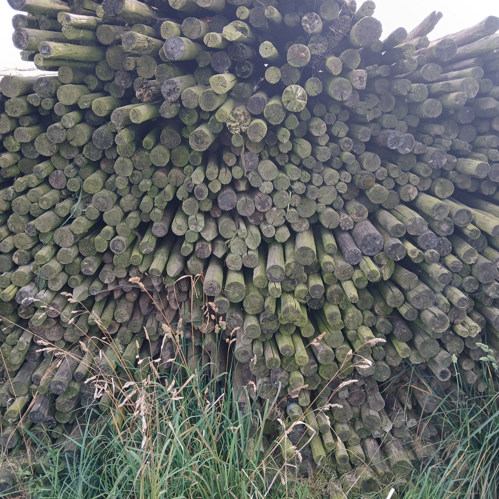Poteaux en bois pour arbres fruitiers à vendre pour diverses, Enlèvement, Utilisé, 180 à 250 cm, Poteaux