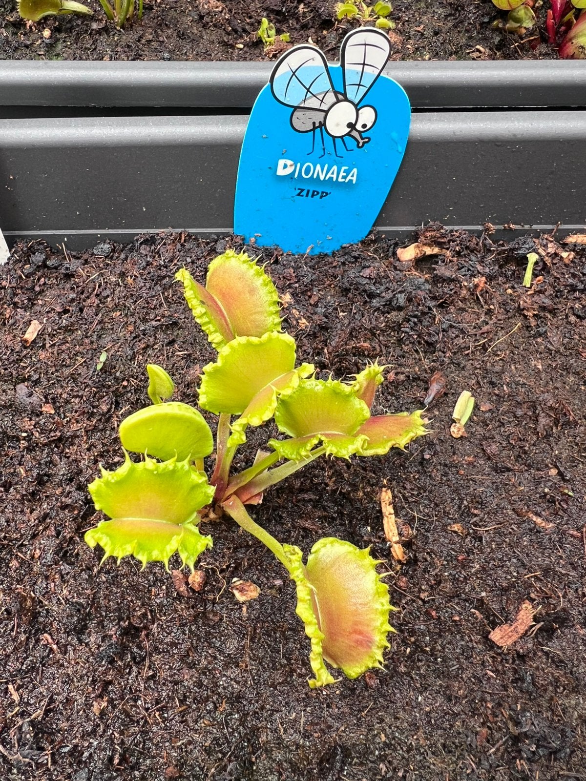 Vleesetende plant Dionaea muscipula, Tuin en Terras, Planten | Fruitbomen, Ophalen of Verzenden