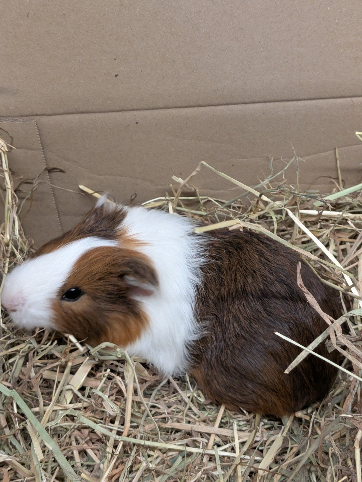 jonge cavia's, Animaux & Accessoires, Juin, Cobaye