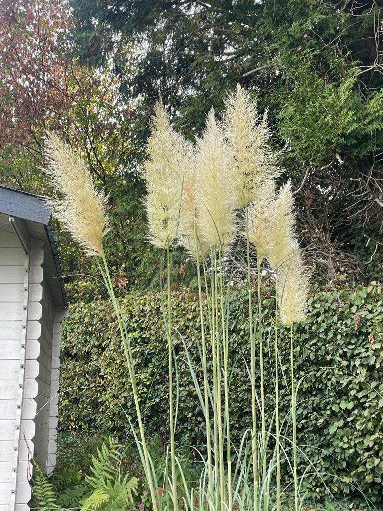 Fleurs de pampa 2m hauteur - 1€ pièce, Huis en Inrichting, Ophalen, Nieuw