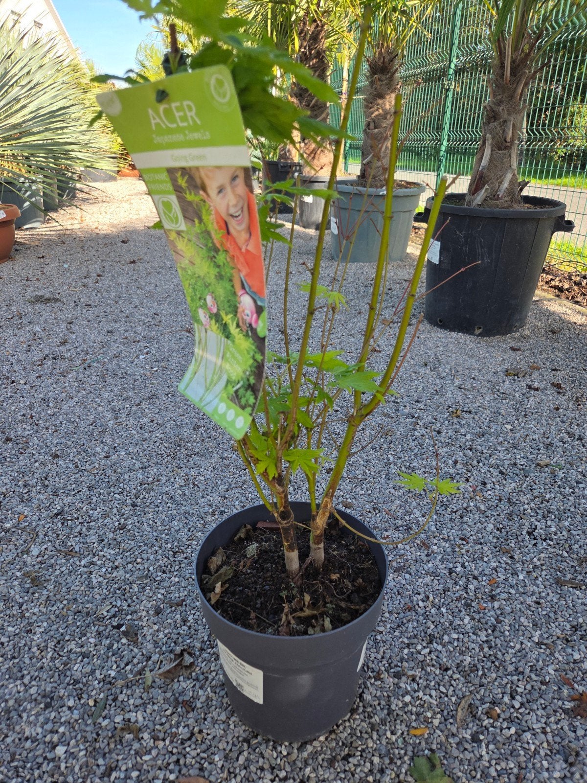 Acer Palmatum 'Going Green', Ophalen, Halfschaduw