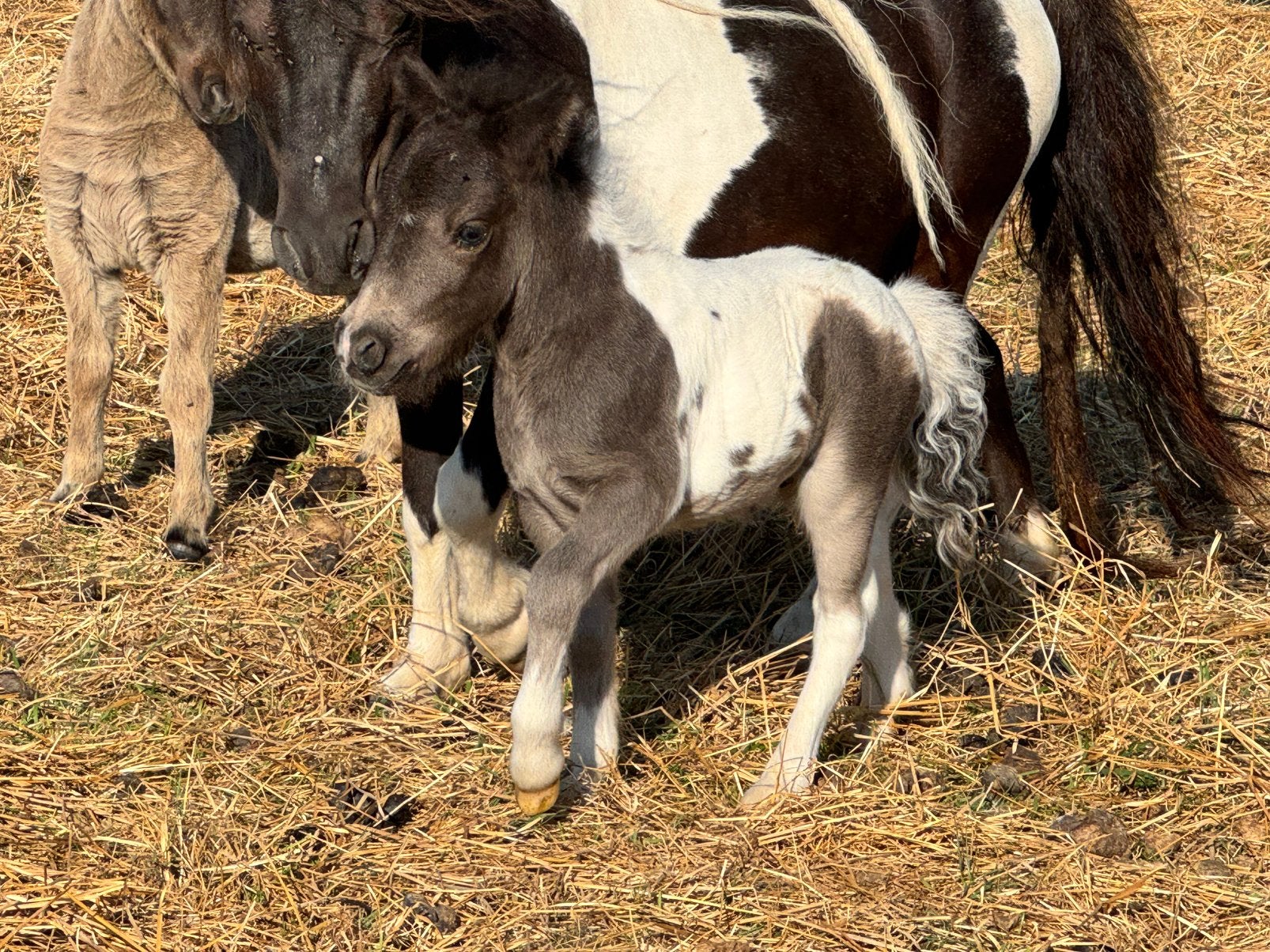 Prachtig shetland veulen met stamboek, Poney de récréation, Avec pedigree, Étalon, 0 à 2 ans