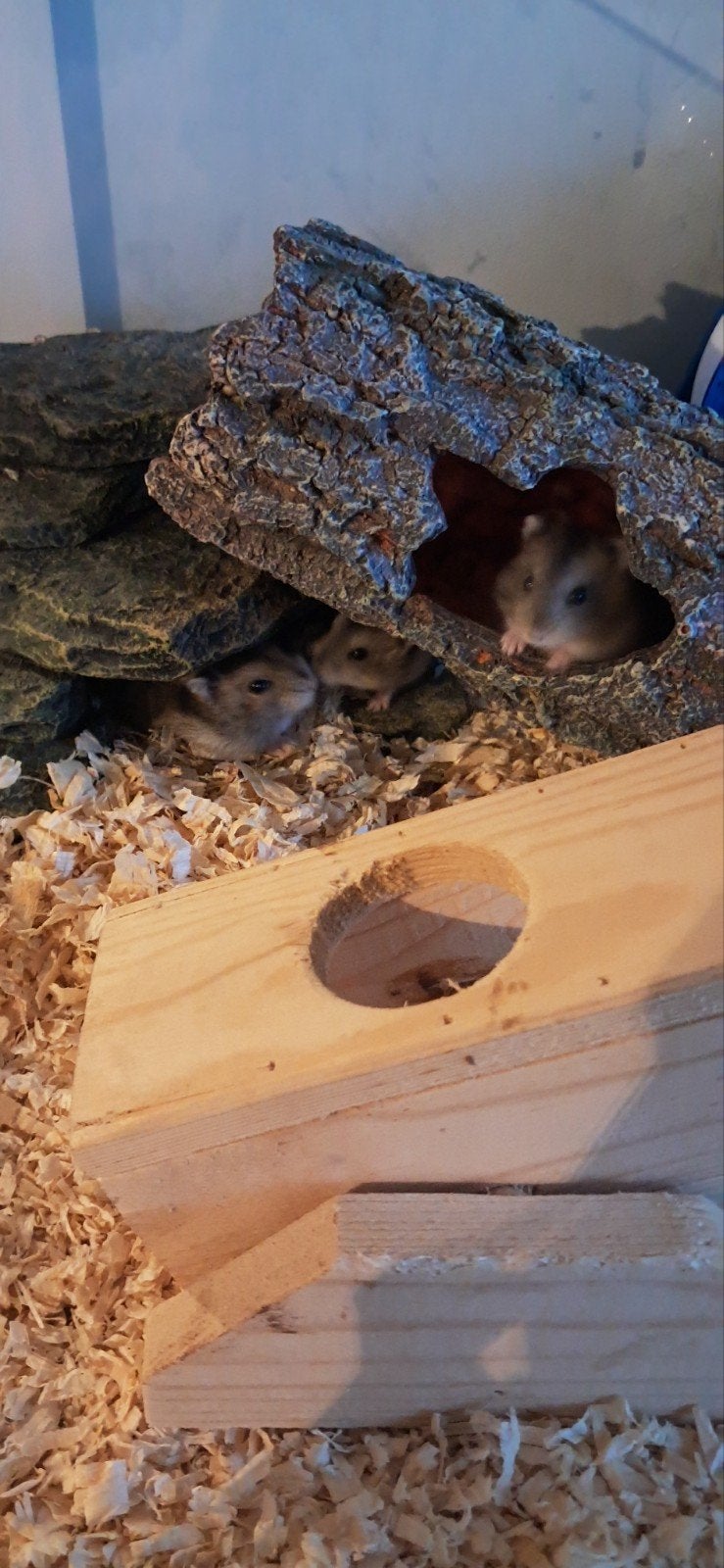 russische dwerghamsters 3weken nalf., Hamster, Mannelijk, Tam, September