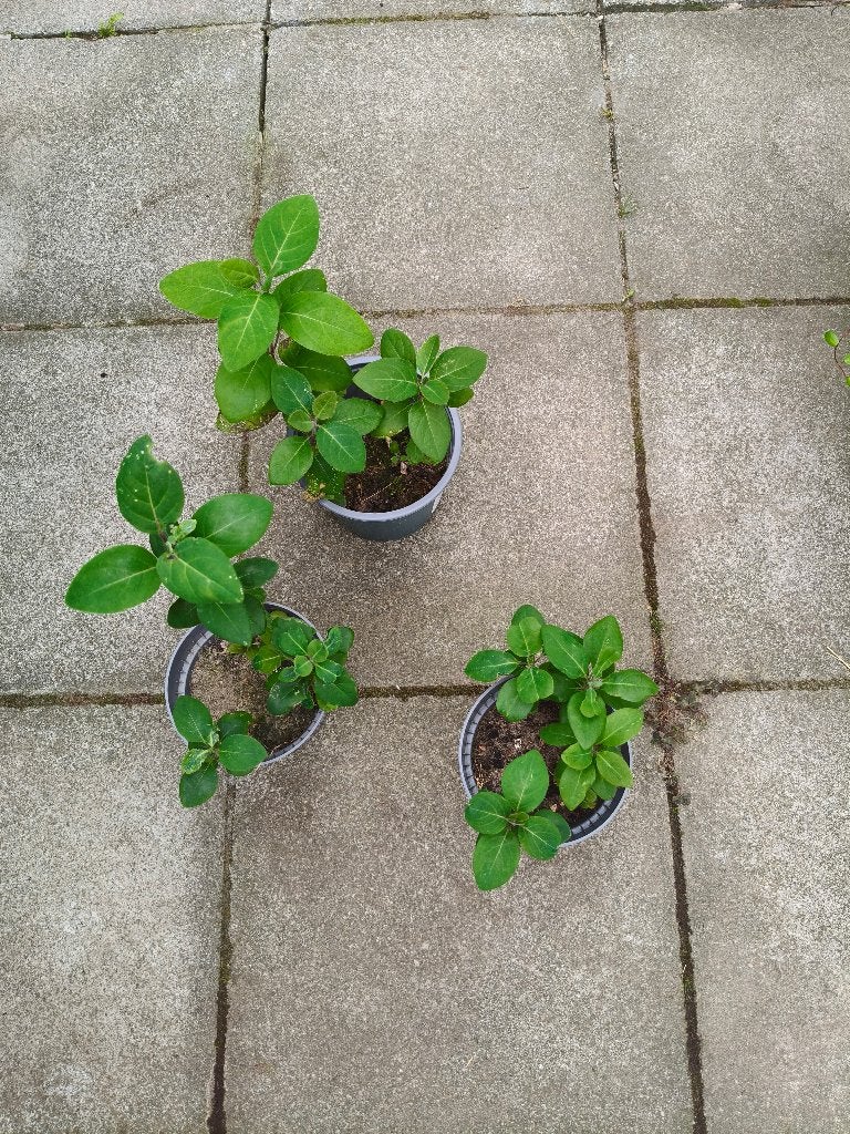 Kamperfoelie, Tuin en Terras, Ophalen, Volle zon, Vaste plant, Klimplanten
