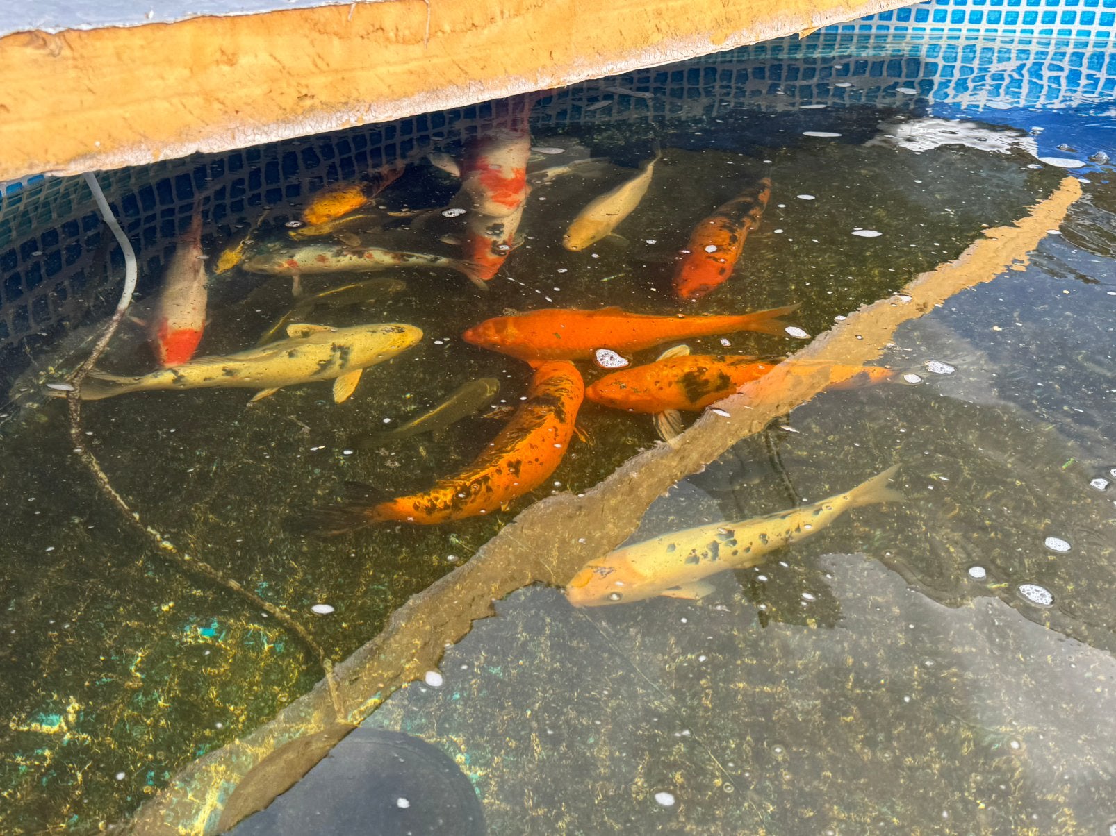 Heel veel koi’s 20 t/m 80 CM