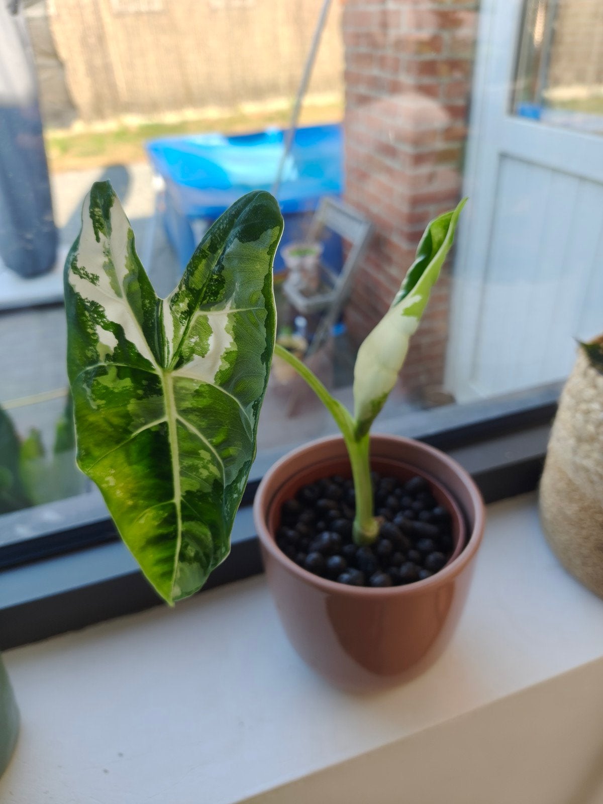 alocasia frydek variegata, Enlèvement